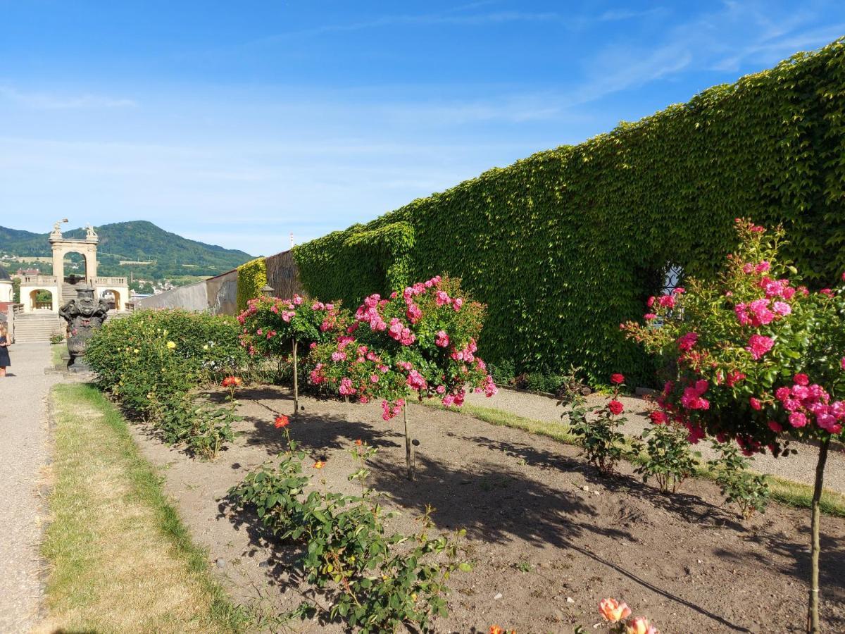 Apartments Rose Garden Decin Exteriér fotografie
